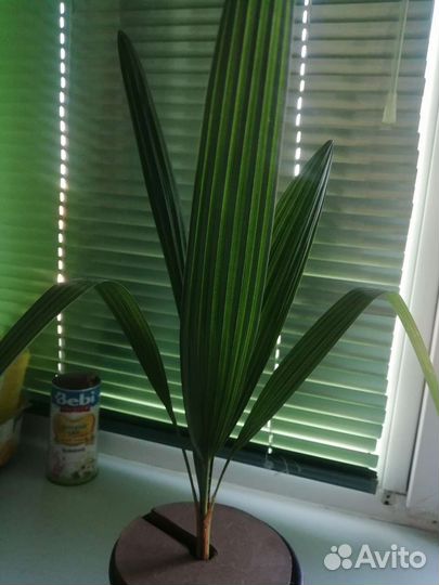 Пальмы Трахикарпус веерная из Сочи (3 года)