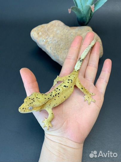 Реснитчатый бананоед самка (145)