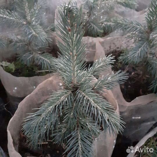Саженцы ель голубая