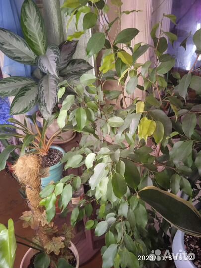 Помощь в озеленении квартиры, дома, офиса