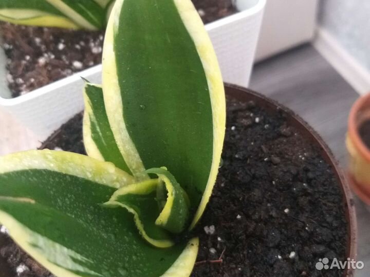 Сансевиерия сортовая