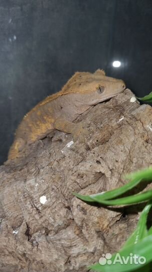 Реснитчатый бананоед