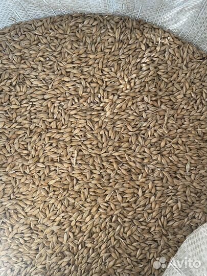 Пшеница, ячмень, овес