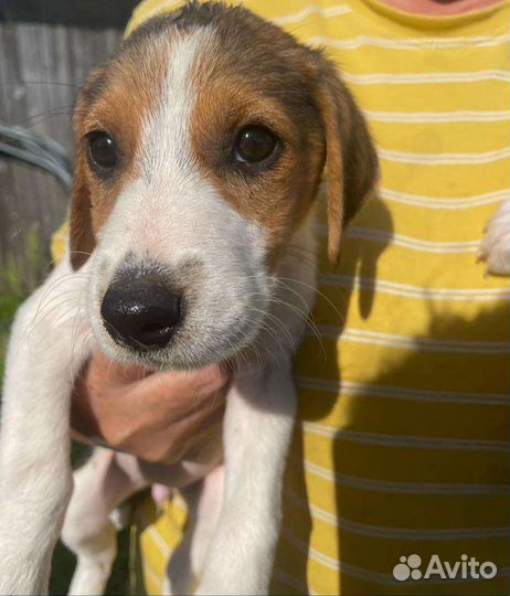 Щенки русской пегой гончей