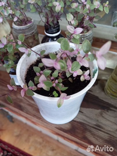 Коллизия,аптения,каланхоэ доктор