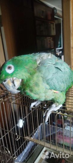 Попугай Амазон Мюллера