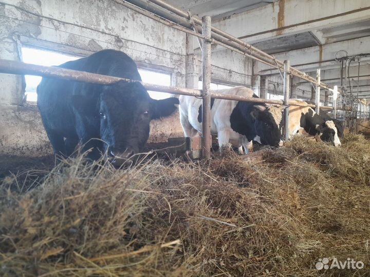 Быки на мясо