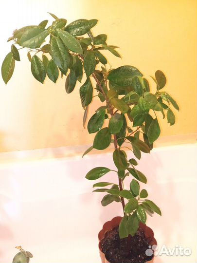 Фикус мокламе