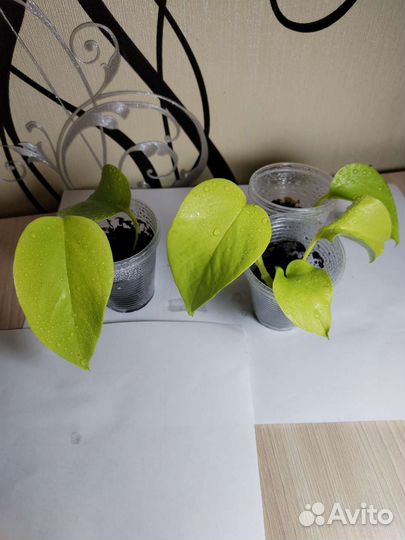 Сциндапсус, Эпипремнум