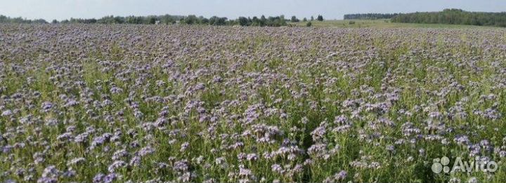 Семена фацелии