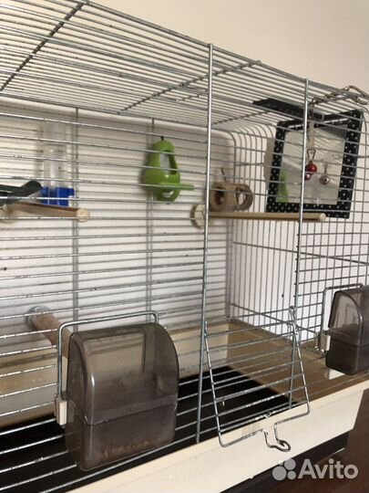 Попугай с клеткой