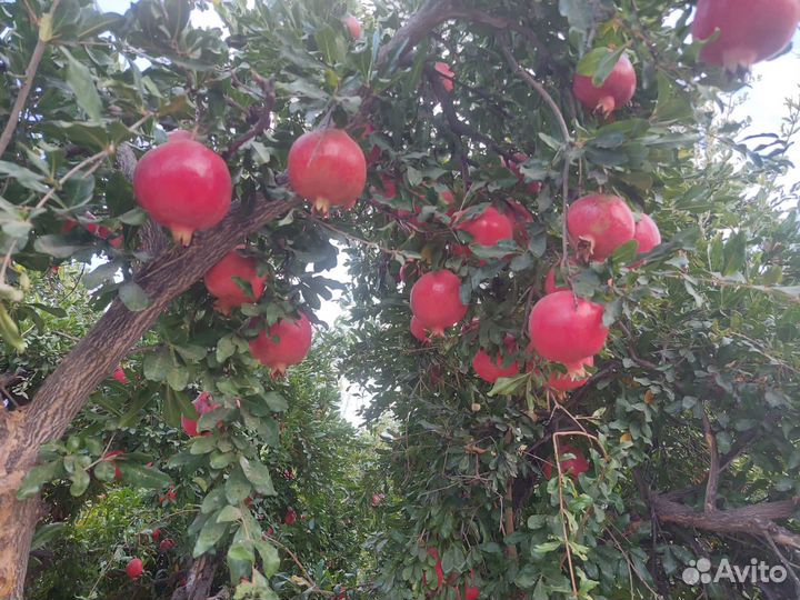 Гранат оптом