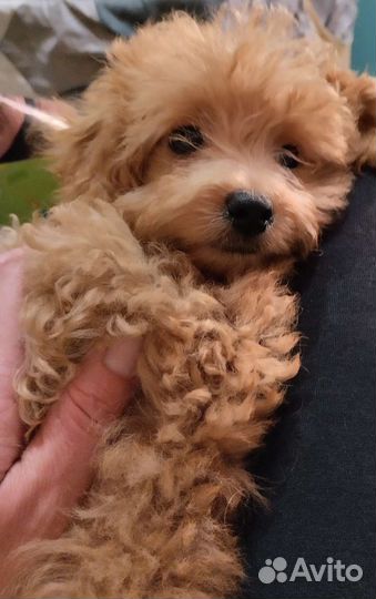 Мальчик мальтипу