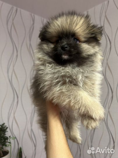 Померанский шпиц