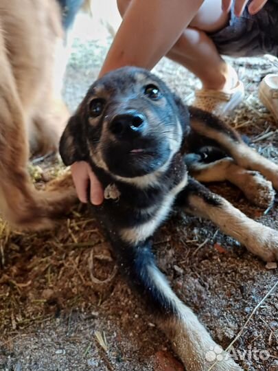 Продам щенят