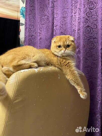 Скоттиш фолд