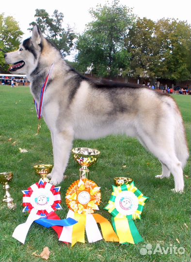 Сибирский хаски для вязки