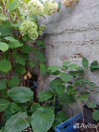 Гортензия древовидная Анабель