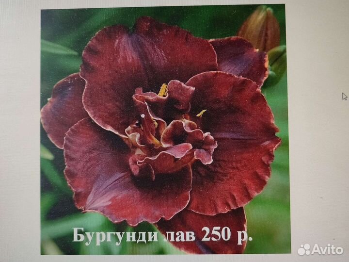 Саженцы