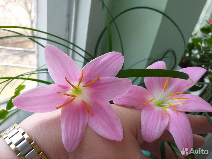 Зеферантус и Исмене