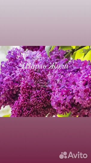 Саженцы сирени