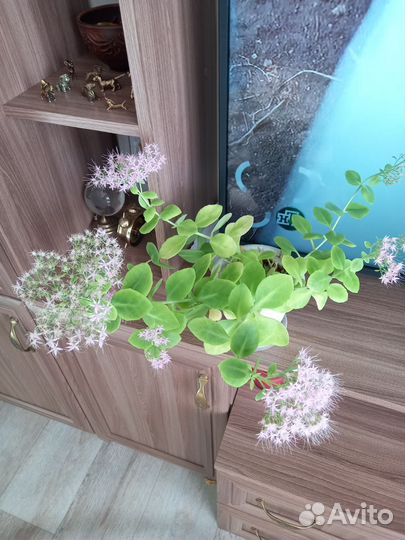 Комнатные цветы