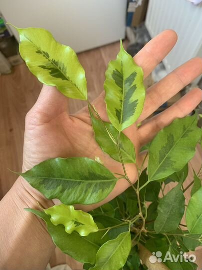 Фикус Голден моник