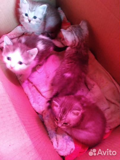 Кошки в добрые руки породистые