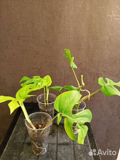 Монстера Минима укорененный черенок