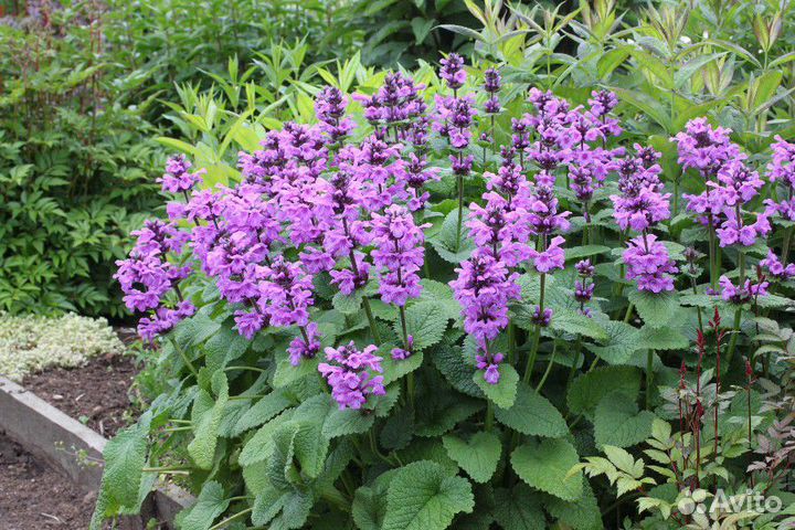 Цветы многолетники