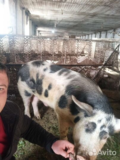 Поросята порода эстонец с немцем