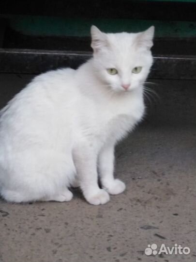 Котик в добрые руки