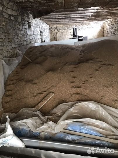 Зерно пшеница