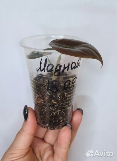 Алоказия медная