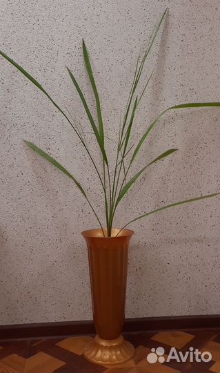 Финиковая пальма