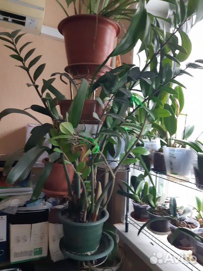 Крестовник Роули, Арбузик Senecio Herreianus