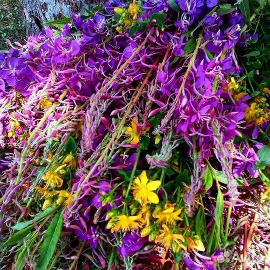 Травяной сбор для чая