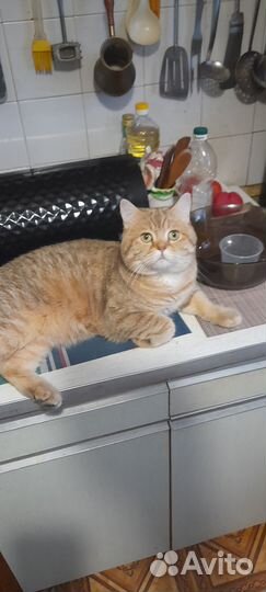 Шотландский кот черное золото вязка