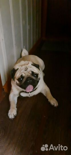 Мопс вязка мальчик