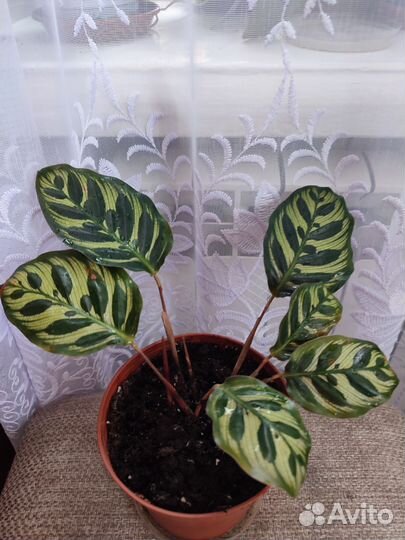 Каталатея, эухарис, псевдоэрантемум