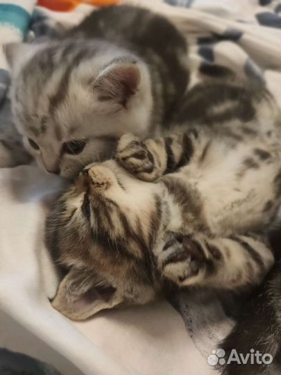 Шотландский кот