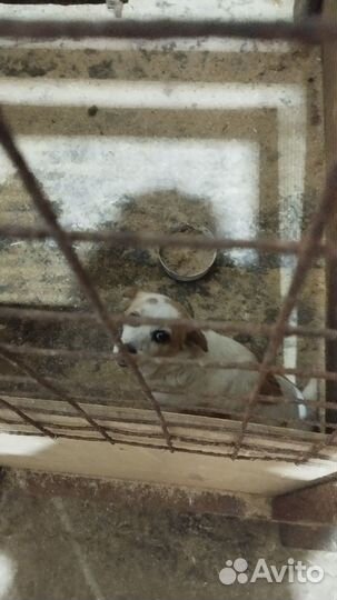 Потеряшка в приюте