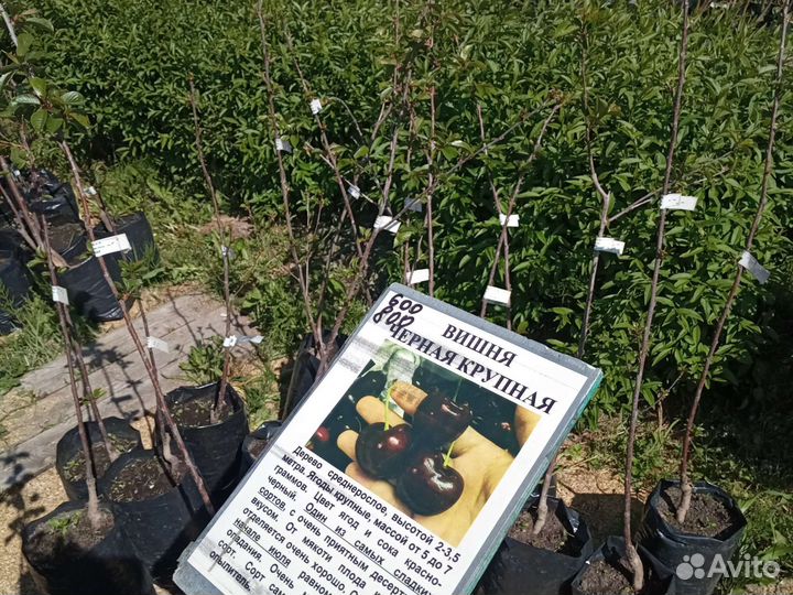 Саженцы Вишни Харитоновская