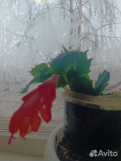 Цветок декабрист