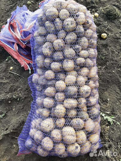 Семенной картофель