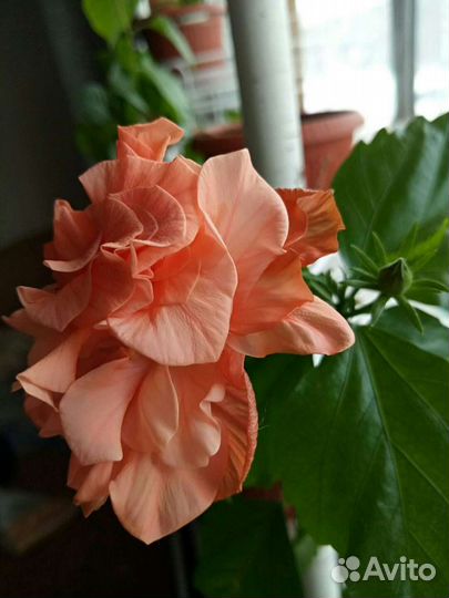 Гибискус персиковый, Тунбергия, Горшки