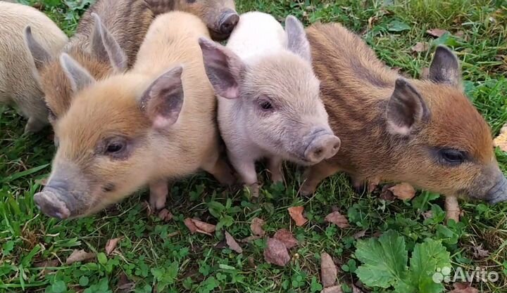 Кармал поросята, свиньи, свинья