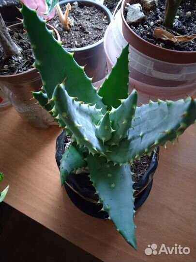 Комнатные цветы