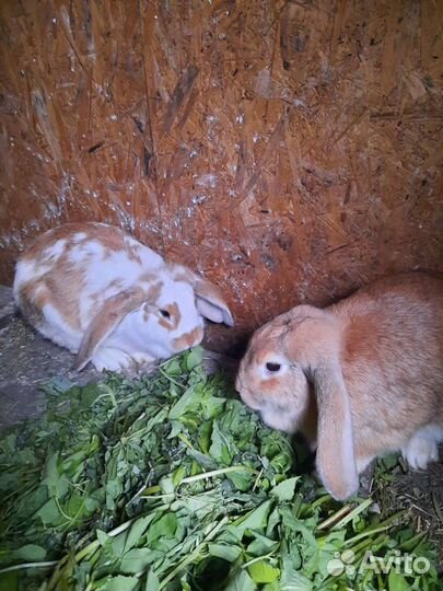 Кролики мясных пород