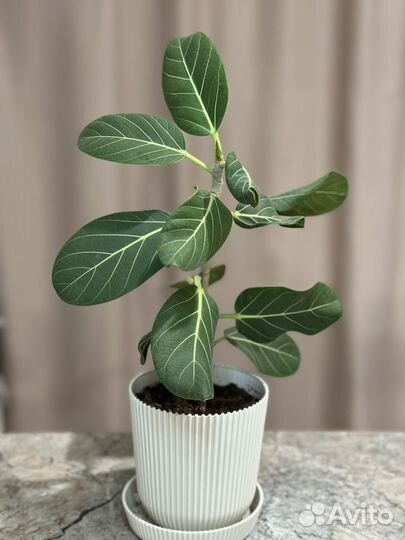 Фикус бенгальский